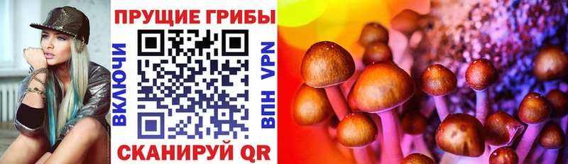 купить наркоту  Шахунья  Галлюциногенные грибы Cubensis 